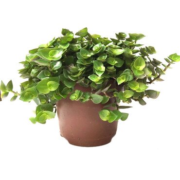 Edible Turtle Vine Plant